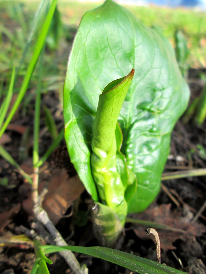 Erste Grundblätter vom Gefleckten Aronstab (Arum maculatum) an der Saar in Saarbrücken