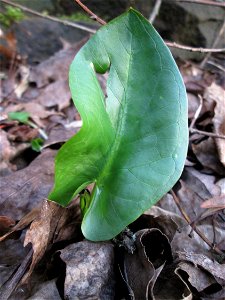 Gefleckter Aronstab (Arum maculatum) am Eschberg in Saarbrücken