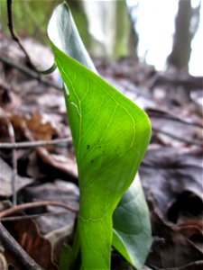Gefleckter Aronstab (Arum maculatum) am Eschberg in Saarbrücken