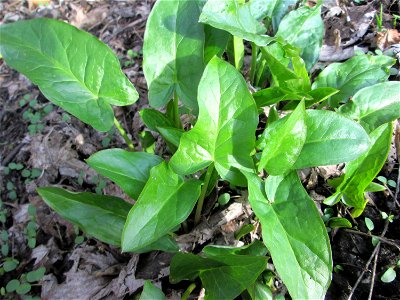 Grundblätter vom Gefleckten Aronstab (Arum maculatum) in Alt-Saarbrücken