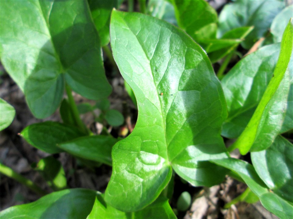 Grundblätter vom Gefleckten Aronstab (Arum maculatum) in Alt-Saarbrücken