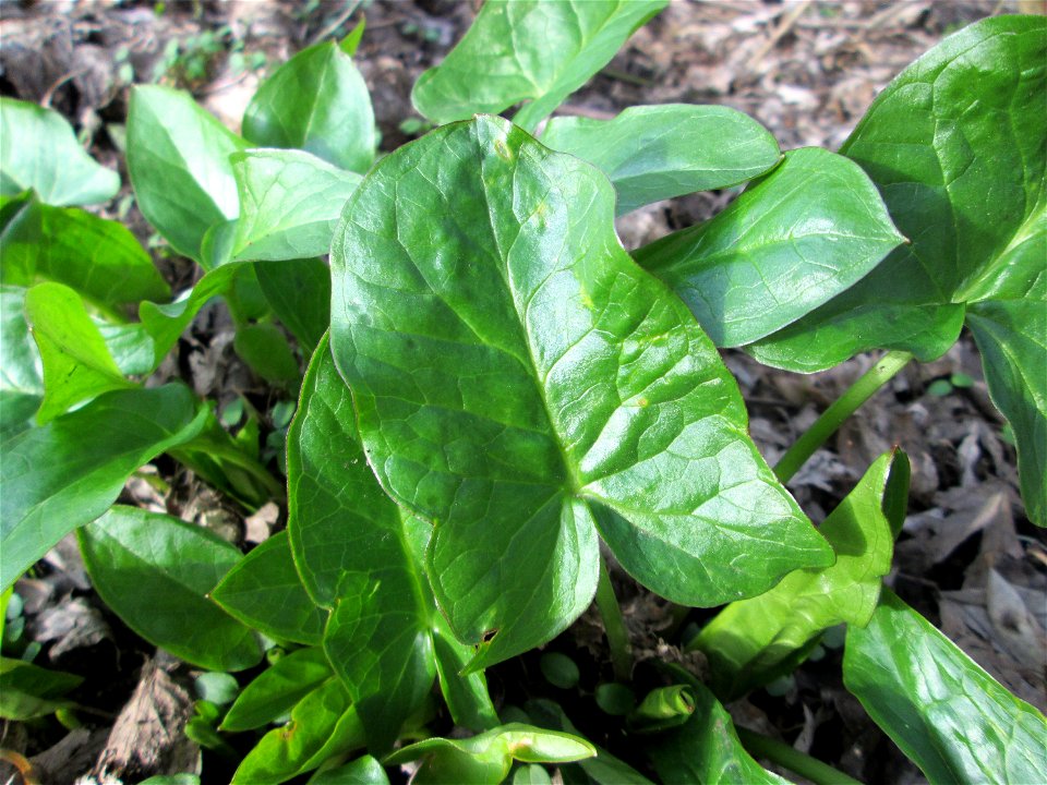Grundblätter vom Gefleckten Aronstab (Arum maculatum) in Alt-Saarbrücken