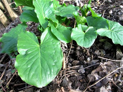 Grundblätter vom Gefleckten Aronstab (Arum maculatum) in Alt-Saarbrücken