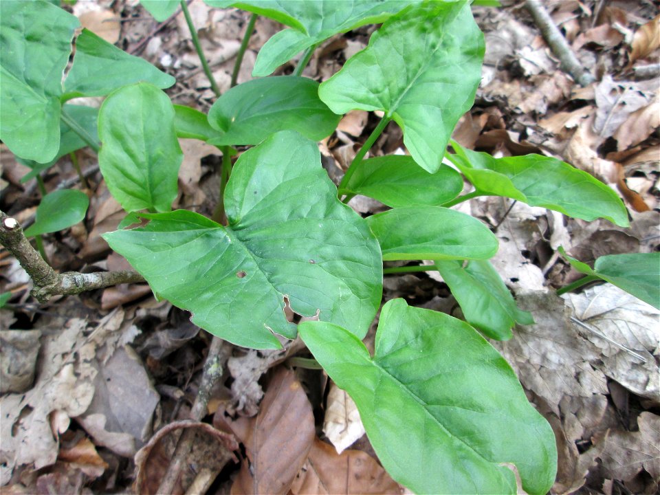 Grundblätter vom Gefleckten Aronstab (Arum maculatum) im Landschaftsschutzgebiet „St. Johanner Stadtwald“