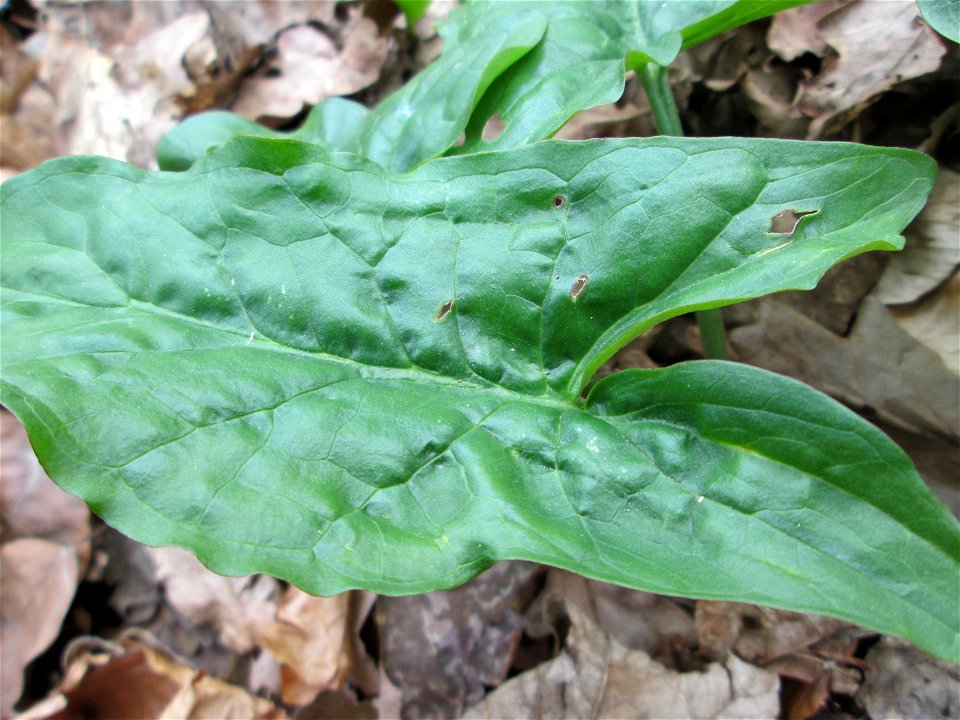 Grundblätter vom Gefleckten Aronstab (Arum maculatum) im Landschaftsschutzgebiet „St. Johanner Stadtwald“