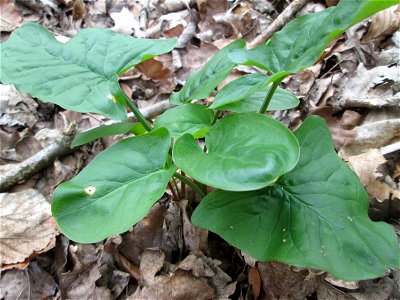 Grundblätter vom Gefleckten Aronstab (Arum maculatum) im Landschaftsschutzgebiet „St. Johanner Stadtwald“