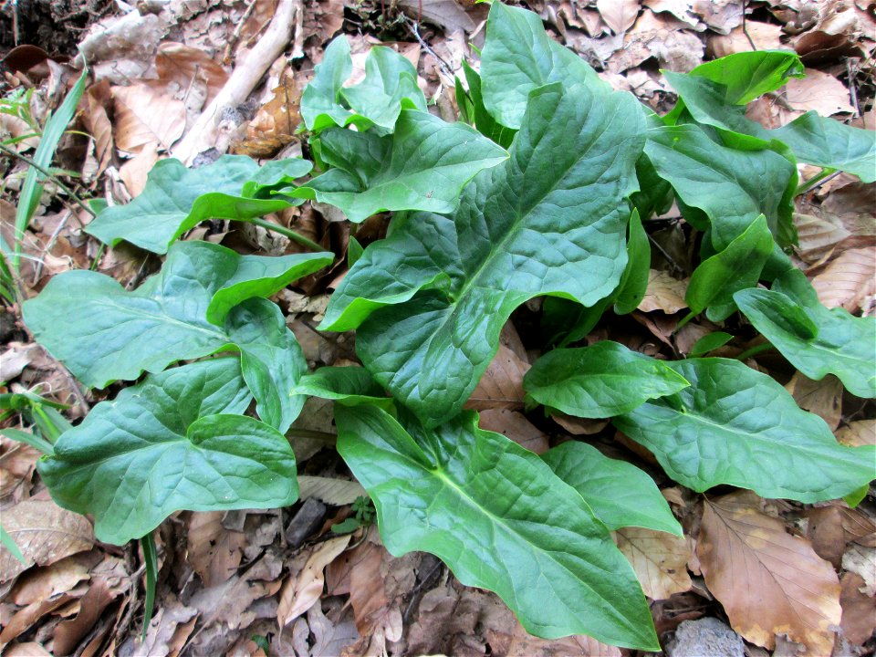 Grundblätter vom Gefleckten Aronstab (Arum maculatum) im Landschaftsschutzgebiet „St. Johanner Stadtwald“