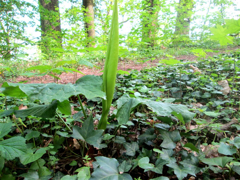 Gefleckter Aronstab (Arum maculatum) am Reppersberges in Alt-Saarbrücken