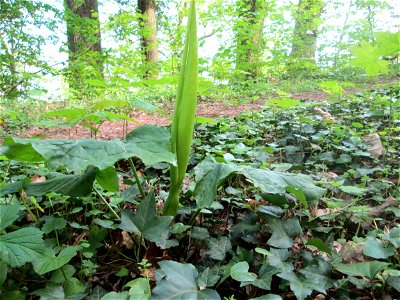 Gefleckter Aronstab (Arum maculatum) am Reppersberges in Alt-Saarbrücken