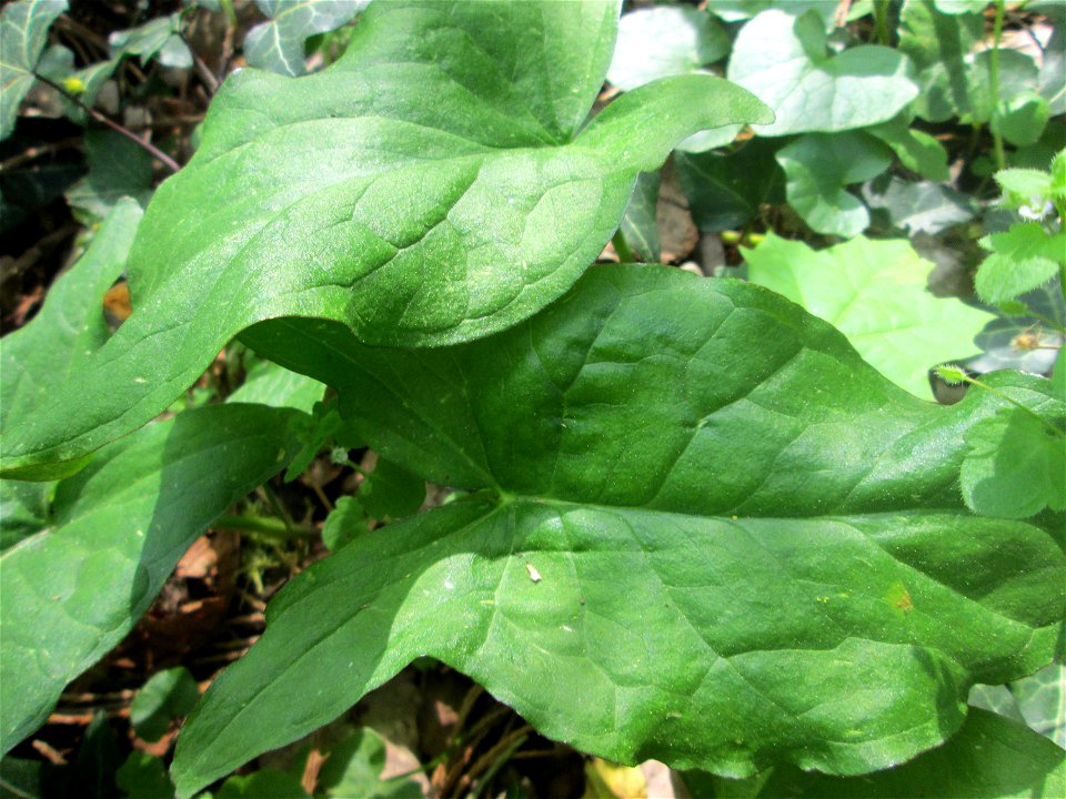 Grundblätter vom Gefleckten Aronstab (Arum maculatum) am Reppersberges in Alt-Saarbrücken