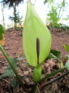 Gefleckter Aronstab (Arum maculatum) am Reppersberges in Alt-Saarbrücken