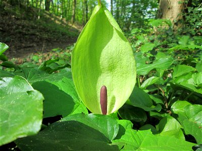 Gefleckter Aronstab (Arum maculatum) am Reppersberges in Alt-Saarbrücken