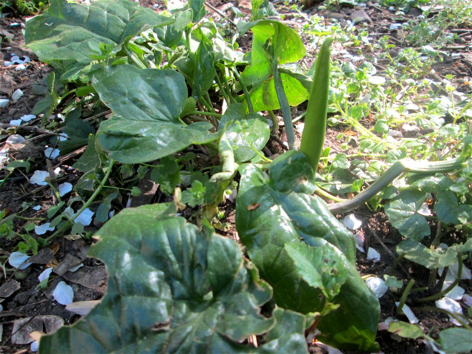 Gefleckter Aronstab (Arum maculatum) am Saarbach in Brebach