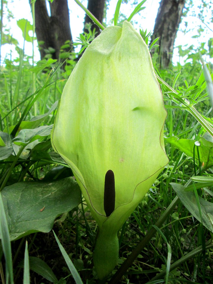 Blühender Gefleckter Aronstab (Arum maculatum) an der Saar in Saarbrücken