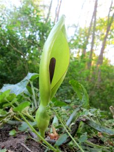 Gefleckter Aronstab (Arum maculatum) am Saarbach in Brebach