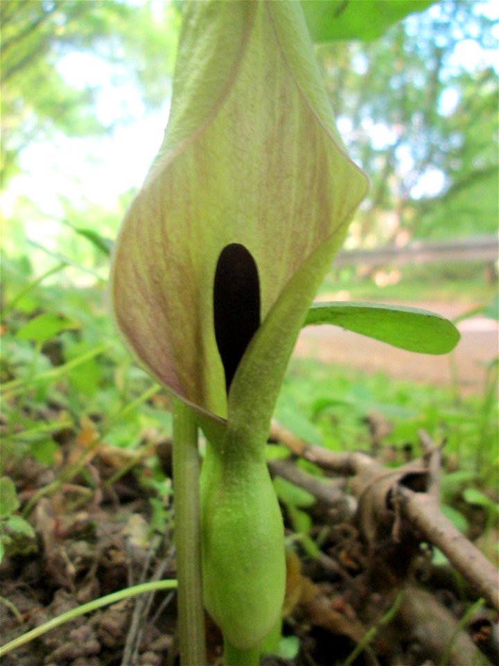 Gefleckter Aronstab (Arum maculatum) im Wald zwischen in Brebach und Fechingen