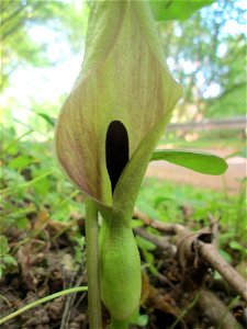 Gefleckter Aronstab (Arum maculatum) im Wald zwischen in Brebach und Fechingen