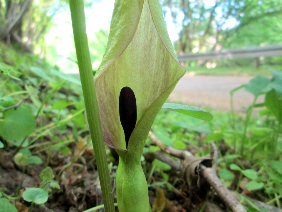 Gefleckter Aronstab (Arum maculatum) im Wald zwischen in Brebach und Fechingen
