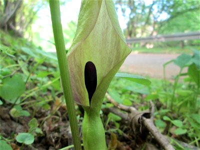Gefleckter Aronstab (Arum maculatum) im Wald zwischen in Brebach und Fechingen