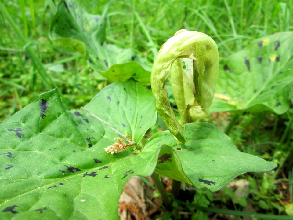 Gefleckter Aronstab (Arum maculatum) im Wald oberhalb von Fechingen