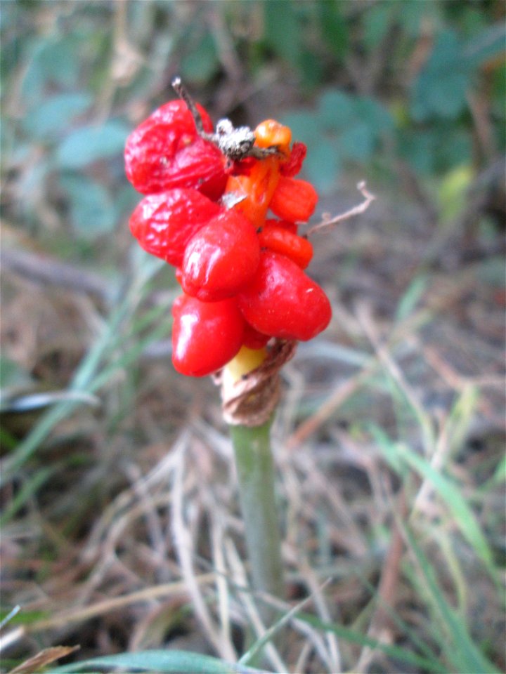 Gefleckter Aronstab (Arum maculatum) in Alt-Saarbrücken