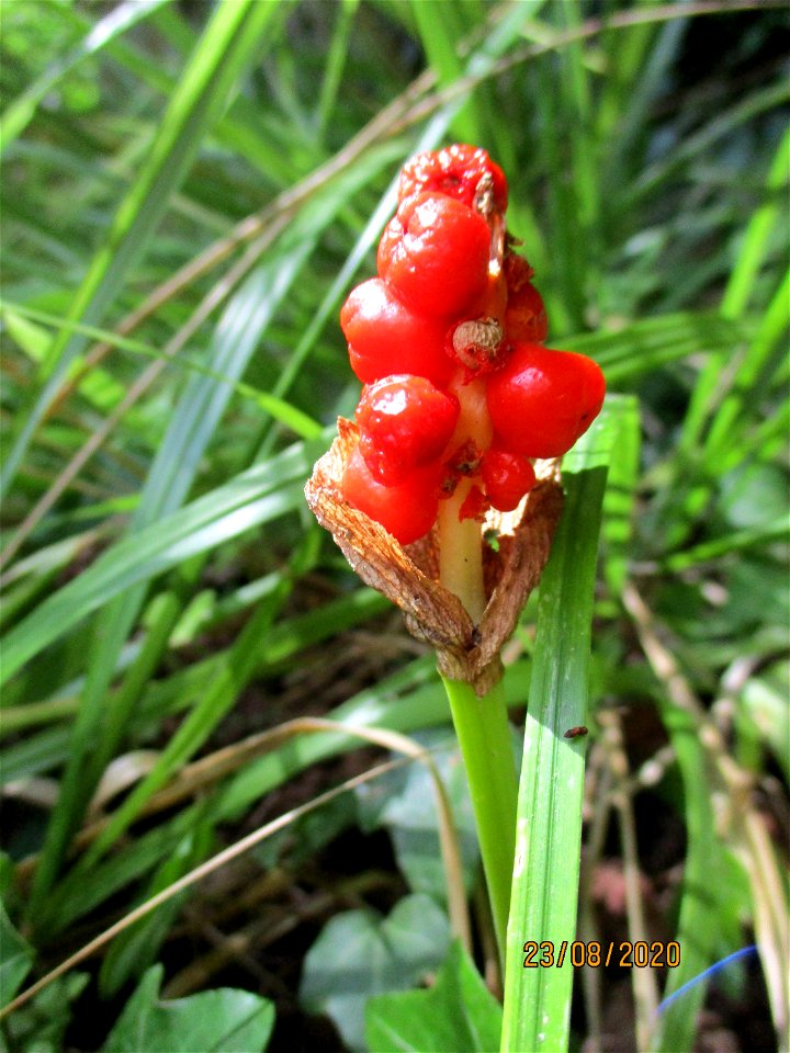 Gefleckter Aronstab (Arum maculatum) am mittleren Felsenweg in Saarbrücken