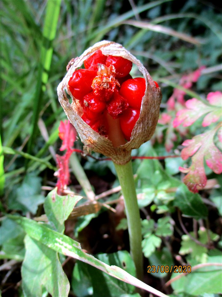 Gefleckter Aronstab (Arum maculatum) am mittleren Felsenweg in Saarbrücken