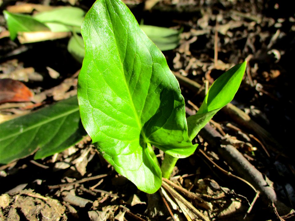 Grundblätter vom Gefleckten Aronstab (Arum maculatum) in Alt-Saarbrücken