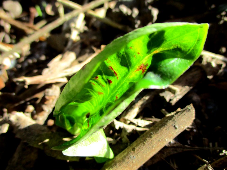 Grundblätter vom Gefleckten Aronstab (Arum maculatum) in Alt-Saarbrücken