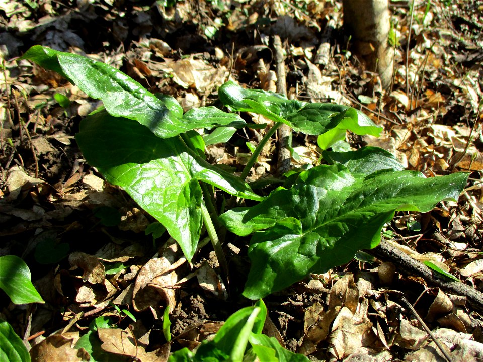 Grundblätter vom Gefleckten Aronstab (Arum maculatum) im Naturschutzgebiet „St. Arnualer Wiesen“
