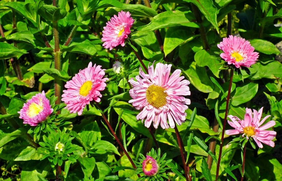 Garden nature summer