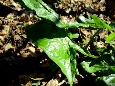 Grundblätter vom Gefleckten Aronstab (Arum maculatum) im Naturschutzgebiet „St. Arnualer Wiesen“