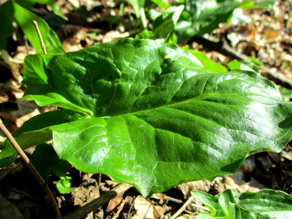 Grundblätter vom Gefleckten Aronstab (Arum maculatum) im Naturschutzgebiet „St. Arnualer Wiesen“