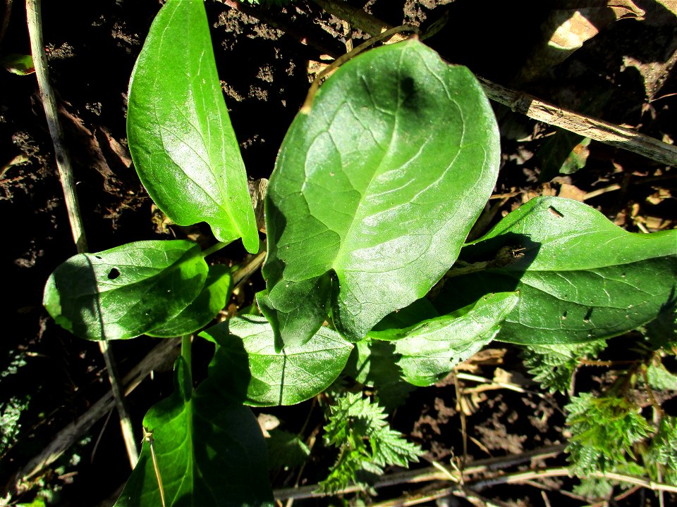 Grundblätter vom Gefleckten Aronstab (Arum maculatum) im Naturschutzgebiet „St. Arnualer Wiesen“