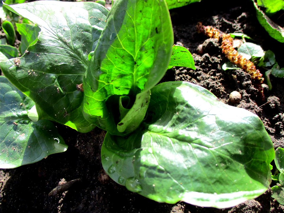 Gefleckter Aronstab (Arum maculatum) am Saarbach in Brebach
