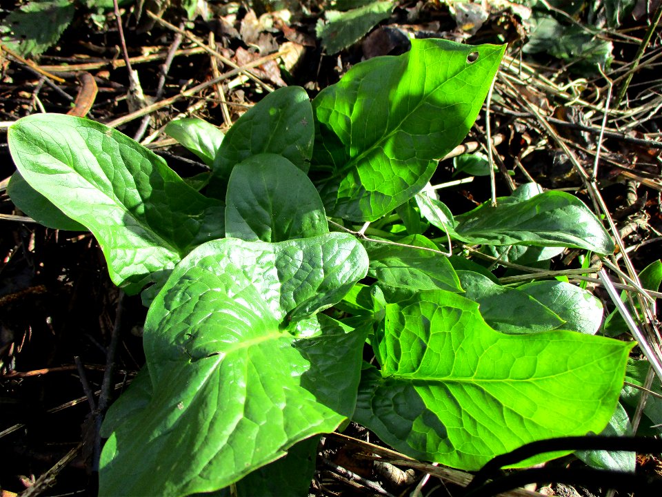 Gefleckter Aronstab (Arum maculatum) am Saarbach in Brebach