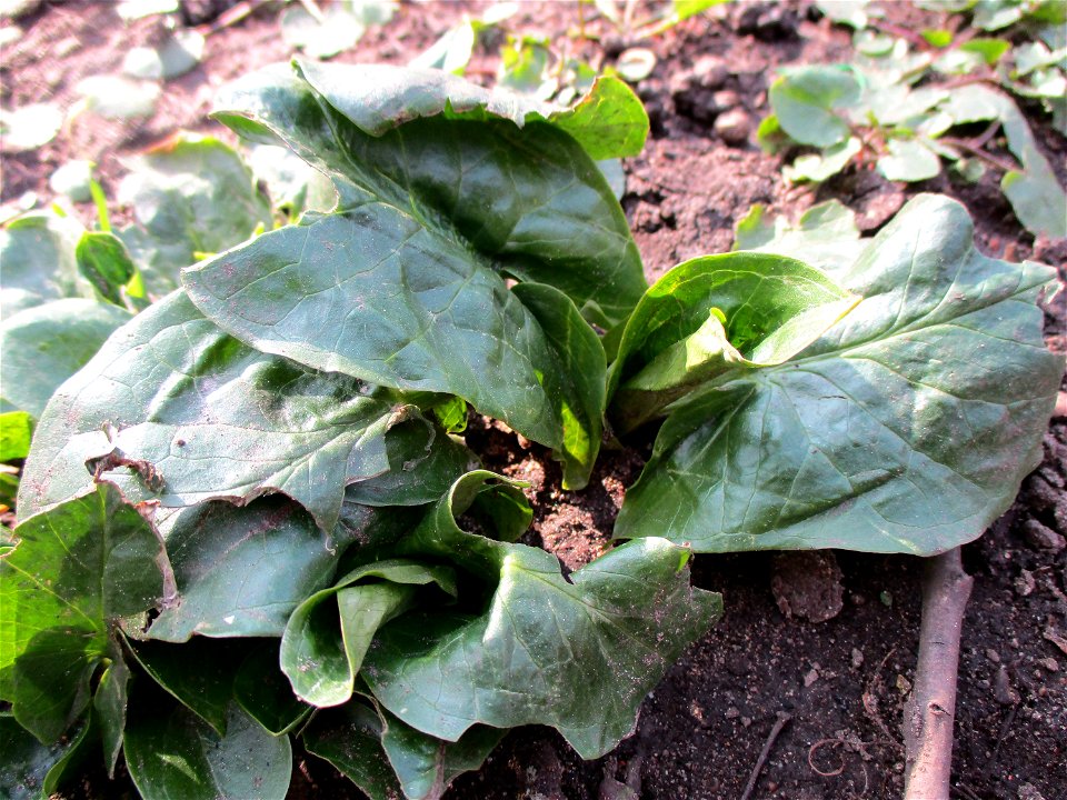 Gefleckter Aronstab (Arum maculatum) am Saarbach in Brebach