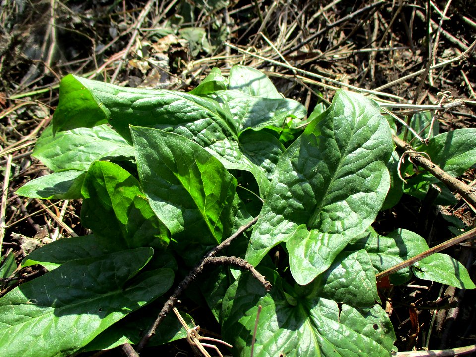 Gefleckter Aronstab (Arum maculatum) am Saarbach in Brebach