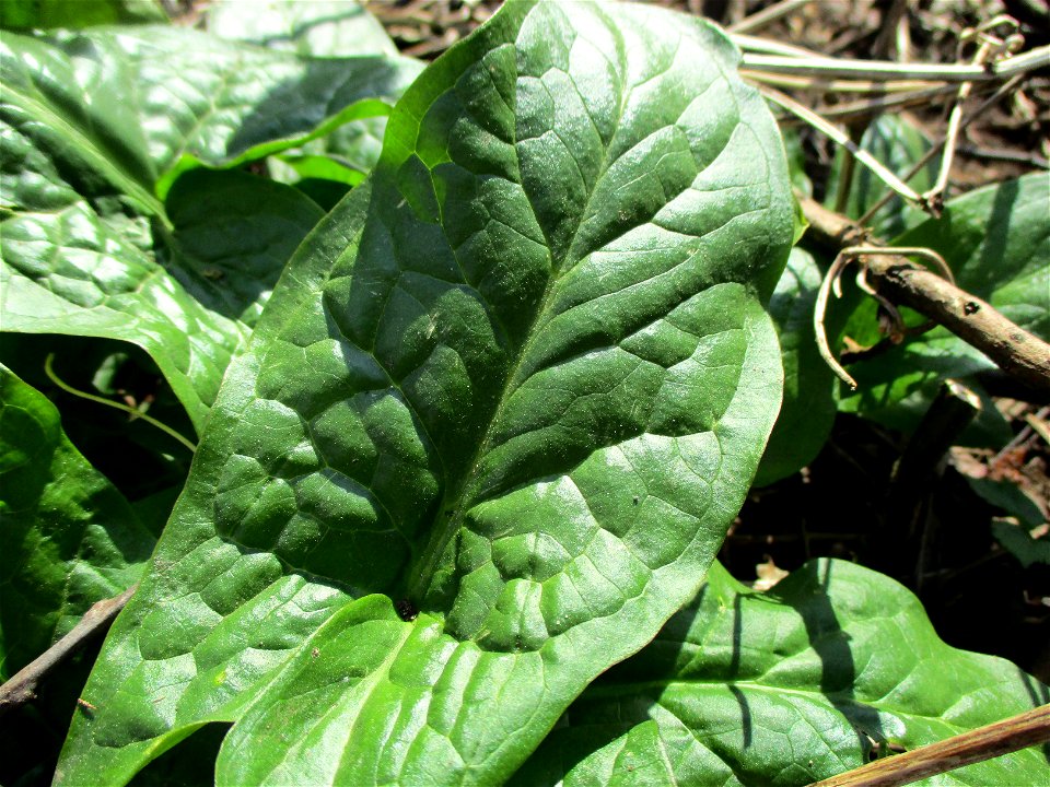 Gefleckter Aronstab (Arum maculatum) am Saarbach in Brebach