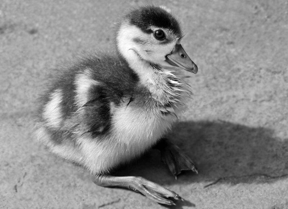 Nilgans geese young animal