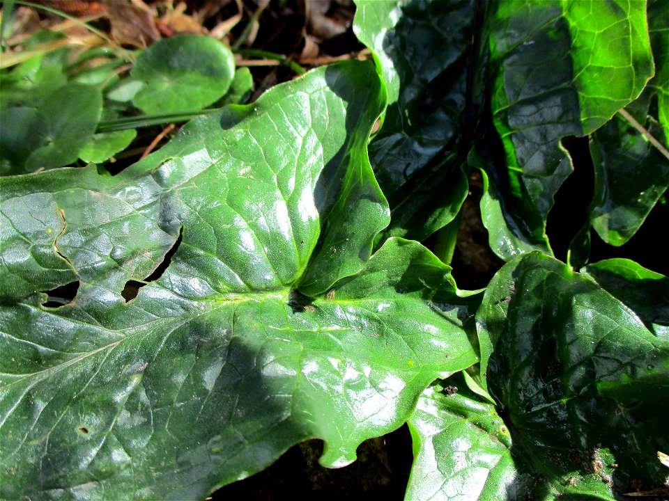 Grundblätter vom Gefleckten Aronstab (Arum maculatum) im Naturschutzgebiet „St. Arnualer Wiesen“