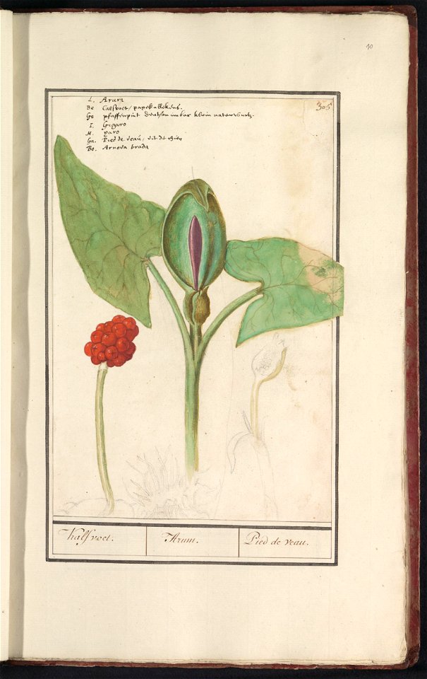 IdentificatieTitel(s): Aronskelk (Arum)Kalfvoet. / Arum. / Pied de veau. (titel op object)Objecttype: tekening Objectnummer: RP-T-BR-2017-1-11-10Omschrijving: Aronskelk. Genummerd rechtsboven: 305. Li