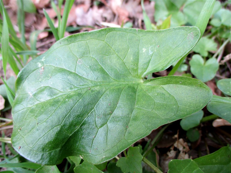 Gefleckter Aronstab (Arum maculatum) im Meerwald bei Bübingen