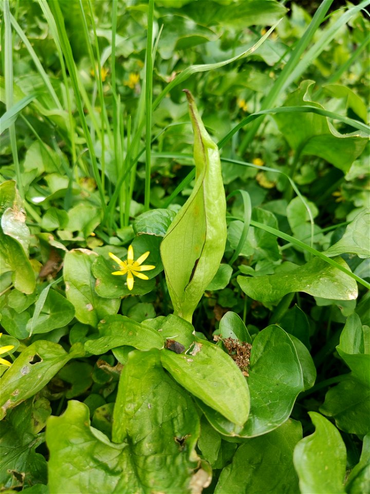 Cuckoo-pint (Arum maculatum)
