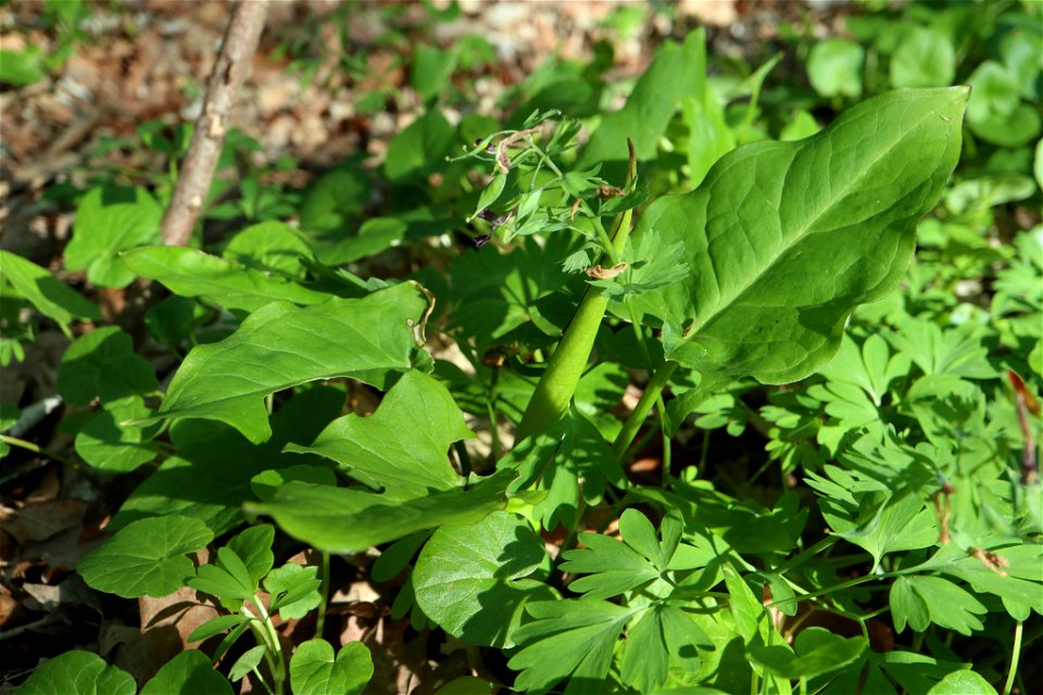 Cuckoo-pint (Arum maculatum)