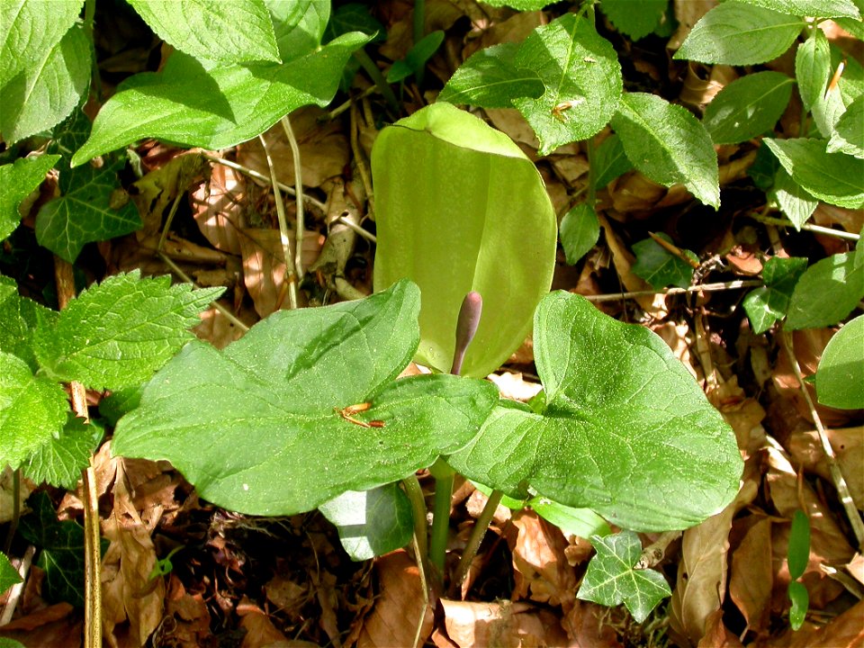 Arum maculatum, (Araceae). Biaufond, Neuchâtel, Switzerland.