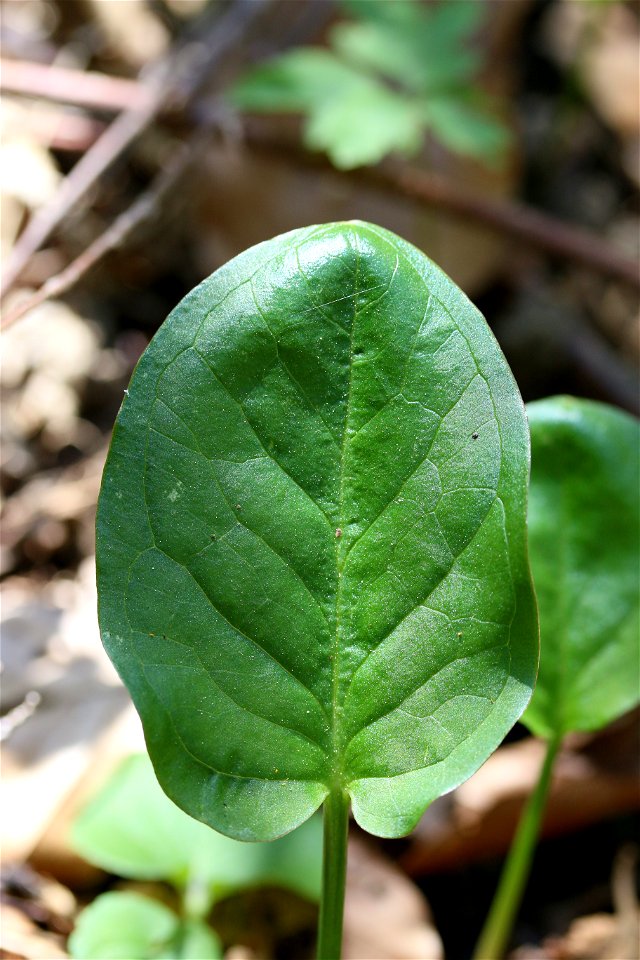 Photograph of an Arum maculatum leaf