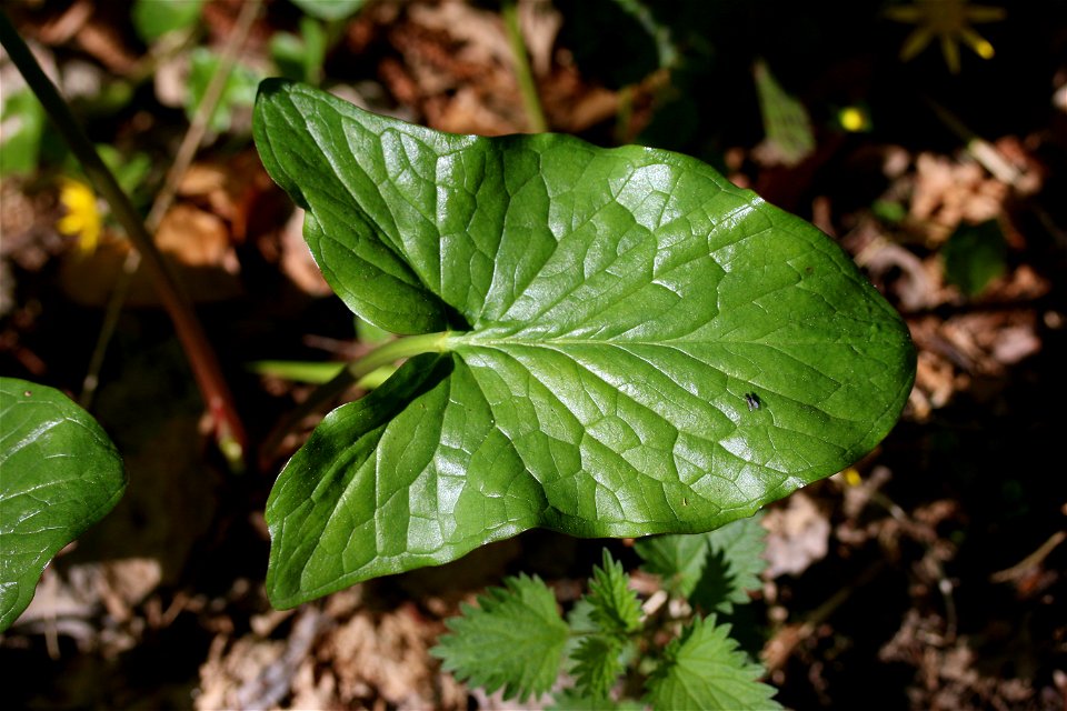 Photograph of an Arum maculatum leaf