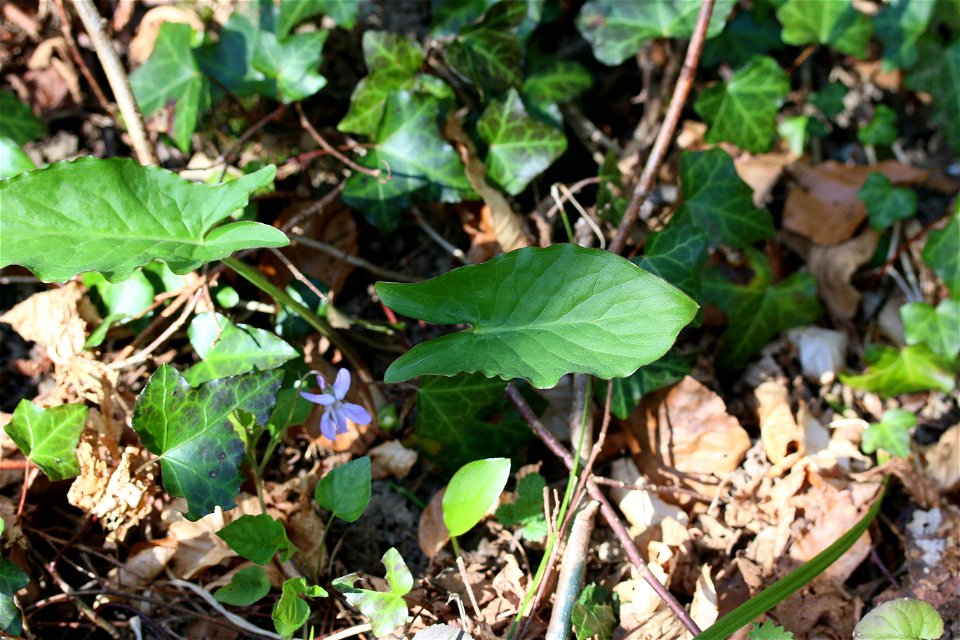 Photograph of two Arum maculatum leaves growing from the ground