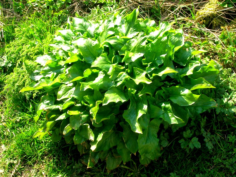 Arum maculatum at Broadstone, North Ayrshire, Scotland.
